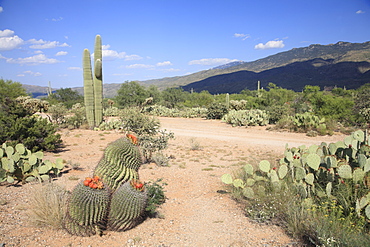 Saguaro cacti and barrel cacti in bloom, Saguaro National Park, Rincon Mountain District, Tucson, Arizona, United States of America, North America