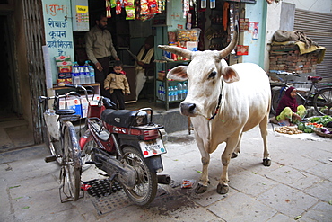 Cow standing next to motorbike and bicycle in an alley in the Old City, Varanasi, Uttar Pradesh, India, Asia