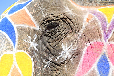 Painted elephant, Amber Fort Palace, Jaipur Rajasthan, India, Asia