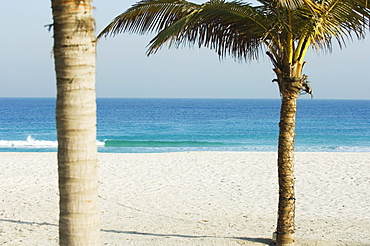 Palm trees, Jumeirah Beach, Dubai, United Arab Emirates, Middle East