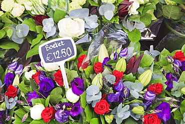 Flowers on display in the Bloemenmarkt (flower market), Amsterdam, Netherlands, Europe