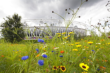 Olympic Stadium surrounded by wild flowers in the Olympic Park, Stratford City, London, England, United Kingdom, Europe