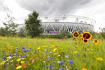 Olympic Stadium surrounded by wild flowers in the Olympic Park, Stratford City, London, England, United Kingdom, Europe