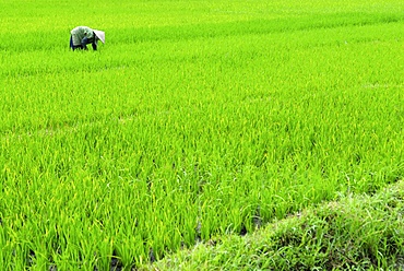 Rice paddy field, Halong, Vietnam, Indochina, Southeast Asia, Asia