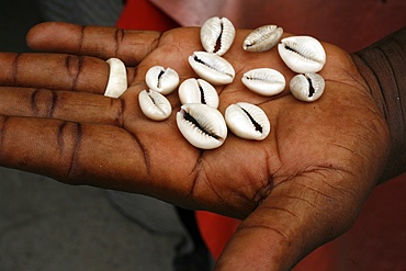 Shells used by fortune tellers, Brazzaville, Congo, Africa