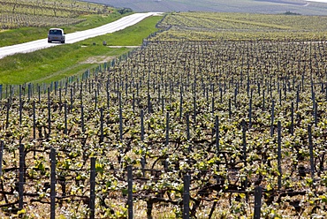 Champagne vineyard, Hautvilliers, Marne, France, Europe