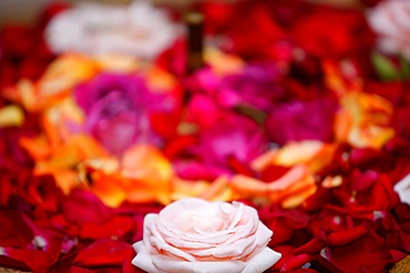 Roses, Essaouira, Morocco, North Africa, Africa