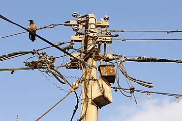 Bird on pylon, Jaffa, Israel, Middle East