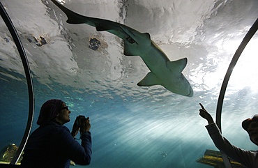 Acrylic glass tunnel where sharks swim above visitors, Sydney Aquarium, Sydney, New South Wales, Australia, Pacific