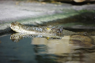 Crocodile, Sydney, New South Wales, Australia, Pacific