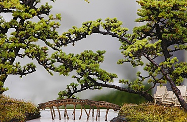 Bonsai trees, Sydney, New South Wales, Australia, Pacific