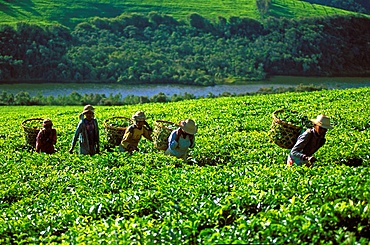 Tea harvest on Sahambavy estate near Fianarantsoa, Madagascar, Africa