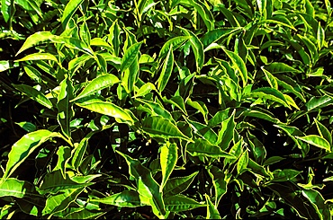 Tea bushes on Sahambavy estate near Fianarantsoa, Madagascar, Africa