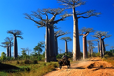 Baobabs (Andansonia grandidieri ), Morondova, Southern Madagascar, Africa