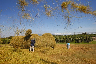 Rice threshing, Mui Ne, Bin Thuan, Vietnam, Indochina, Southeast Asia, Asia