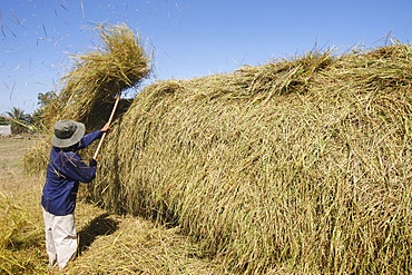 Rice threshing, Mui Ne, Bin Thuan, Vietnam, Indochina, Southeast Asia, Asia