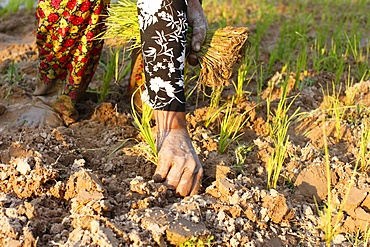 Woman planting rice, Siem Reap, Cambodia, Indochina, Southeast Asia, Asia