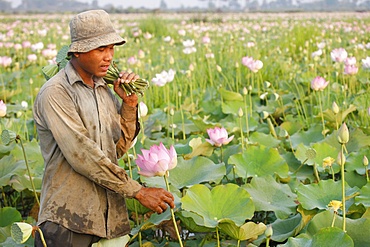 Lotus farmer, Siem Reap, Cambodia, Indochina, Southeast Asia, Asia