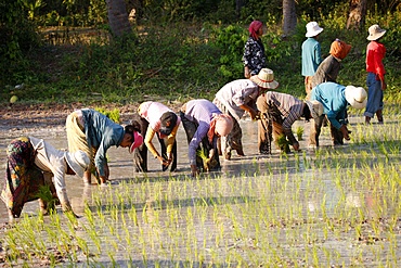 Farmers planting rice, Siem Reap, Cambodia, Indochina, Southeast Asia, Asia