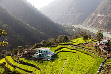 Farm among a green fields close to Rishikesh, Uttarkhand, India, Asia