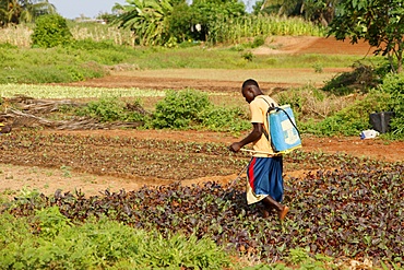 African farmer, Togo, West Africa, Africa