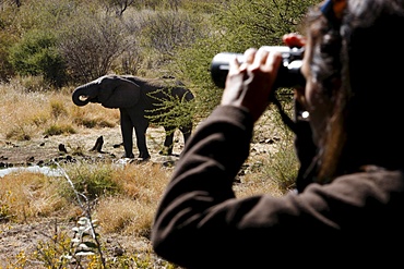 African elephant and tourist on safari, Madikwe game reserve, Madikwe, South Africa, Africa