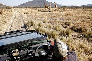 Safari vehicle and giraffes, Madikwe game reserve, Madikwe, South Africa, Africa