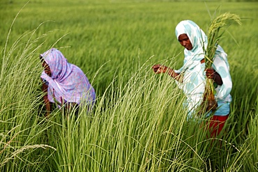 Senegalese members of a women farmers' group who received a loan from FEPRODES microfinance agency, Souloul, Senegal, West Africa, Africa