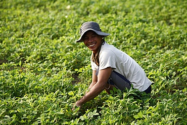 Farmer growing greens, Kampot, Cambodia, Indochina, Southeast Asia, Asia