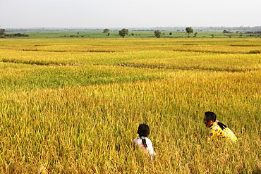 Cambodian girls in a rice paddy field, Kompong Cham, Cambodia, Indochina, Southeast Asia, Asia