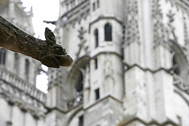 St. Gatien Cathedral gargoyle, Tours, Indre-et-Loire, France, Europe