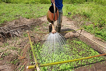 Man watering plants, Tori, Benin, West Africa, Africa