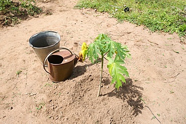 Vegetable garden, Tori, Benin, West Africa, Africa