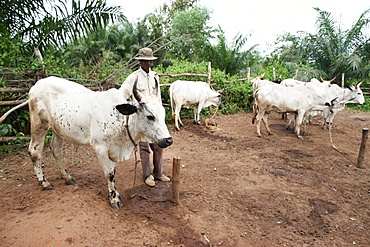 Cattle ranch, Tori, Benin, West Africa, Africa