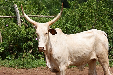 Cattle ranch, Tori, Benin, West Africa, Africa