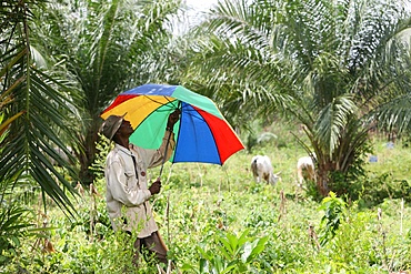 Cattleman, Tori, Benin, West Africa, Africa