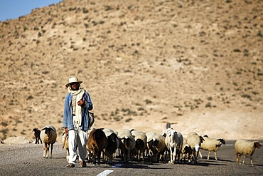 Shepherd driving a herd near Toujane village, Tunisia, North Africa, Africa