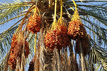 Date palms, Douz, Kebili, Tunisia, North Africa, Africa