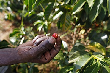 Coffee plantation financed by a loan from BIMAS microcredit, Kathangiri, Kenya, East Africa, Africa