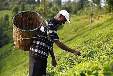 Farmer Lincoln Kimanthi Mugo picking tea, Kathangiri, Kenya, East Africa, Africa