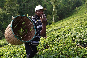 Farmer Lincoln Kimanthi Mugo picking tea, Kathangiri, Kenya, East Africa, Africa