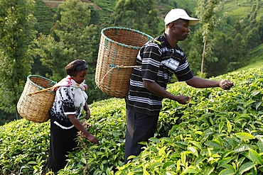 Farmer Lincoln Kimanthi Mugo and his wife Polly Mukami picking tea, Kathangiri, Kenya, East Africa, Africa