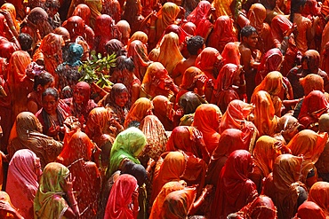 Holi celebration in Dauji temple, Dauji, Uttar Pradesh, India, Asia