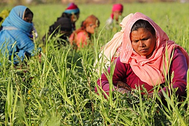 Women harvesting beans, Uttar Pradesh, India, Asia