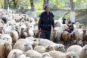 Shepherd and flock in Sheki province, Azerbaijan, Central Asia, Asia