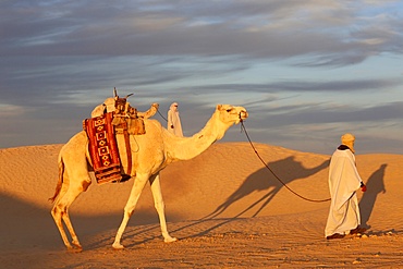 Camel driver in the Sahara, Douz, Kebili, Tunisia, North Africa, Africa