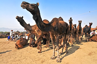 Camel fair in Pushkar, Rajasthan, India, Asia