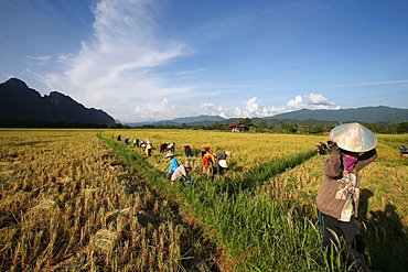 Rice fields with stunning mountain back drop and farmers harvesting rice, Van Vieng, Vientiane Province, Laos, Indochina, Southeast Asia, Asia