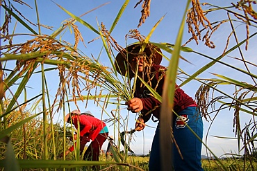 Lao farmer harvesting rice, Vang Vieng, Vientiane Province, Laos, Indochina, Southeast Asia, Asia