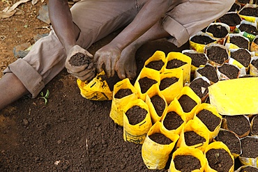 Innocent Mbabazi runs a tree nursery, Masindi, Uganda, Africa